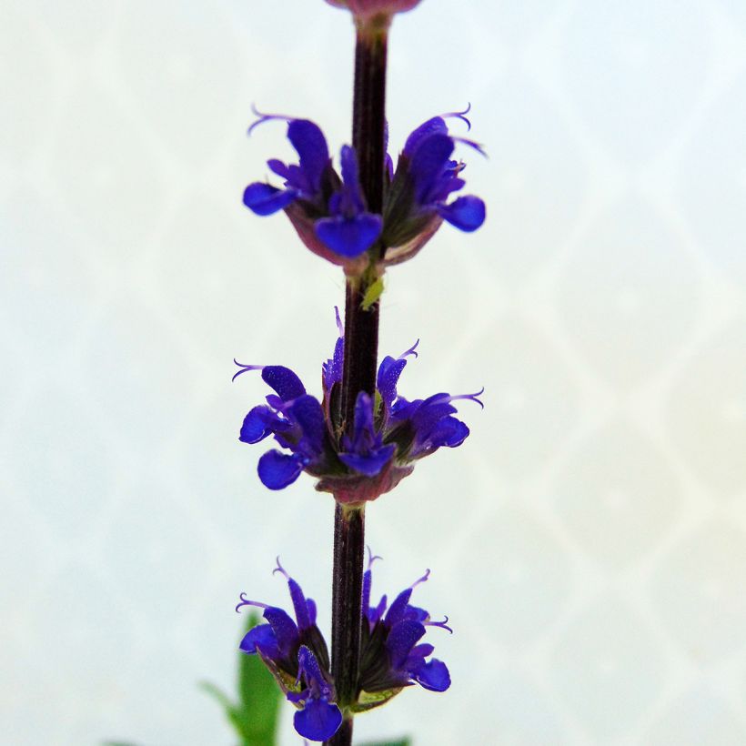 Salvia nemorosa Caradonna - Woodland Sage (Flowering)