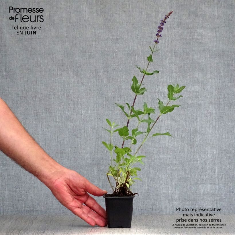 Salvia nemorosa Caradonna - Woodland Sage 8/9 cm pot sample as delivered in summer