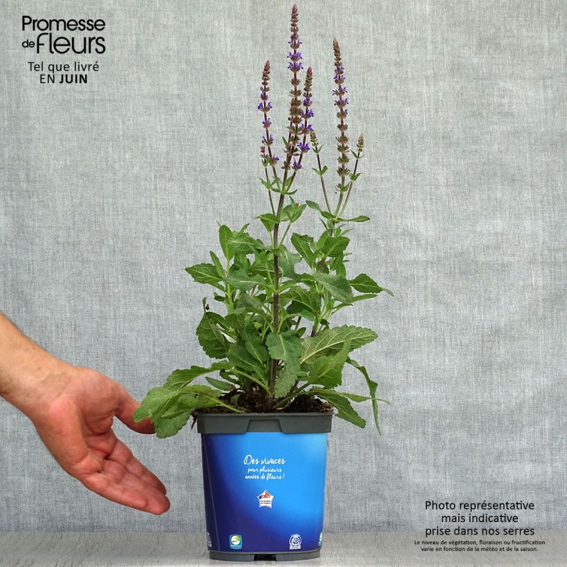 Salvia nemorosa Caradonna - Woodland Sage 1.5L/2L pot sample as delivered in summer