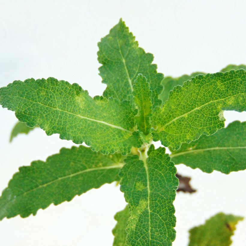 Salvia nemorosa Schwellenburg - Woodland Sage (Foliage)