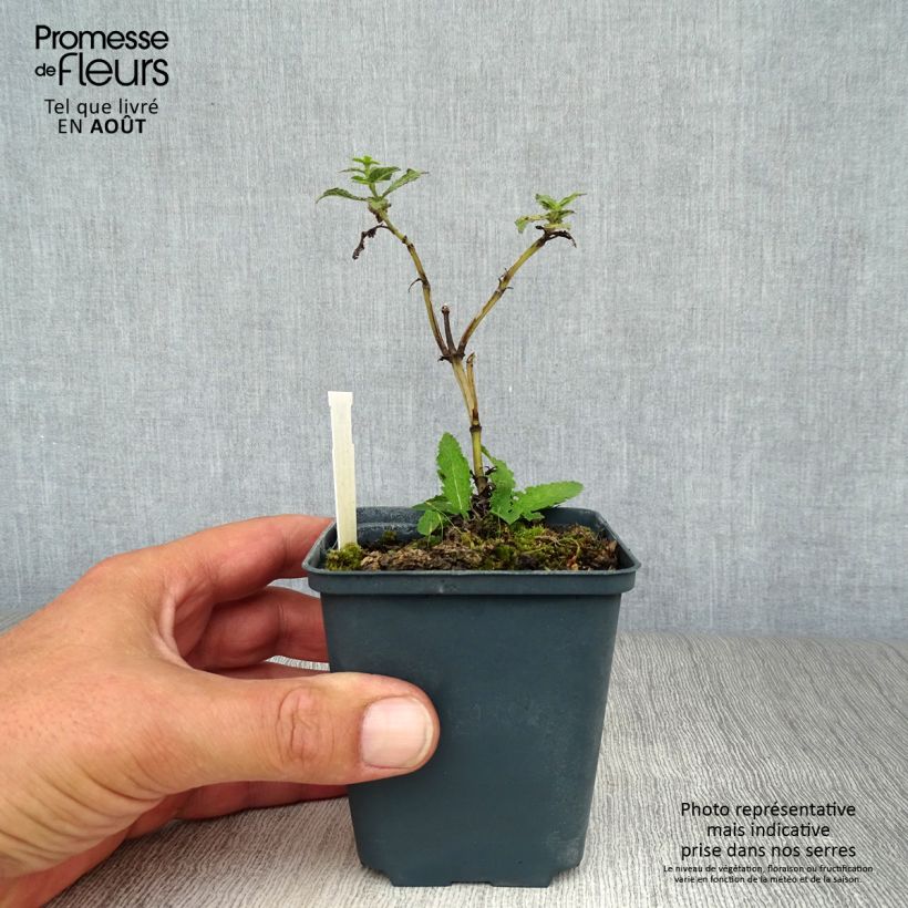 Salvia nemorosa Schwellenburg - Woodland Sage 8/9 cm pot sample as delivered in summer