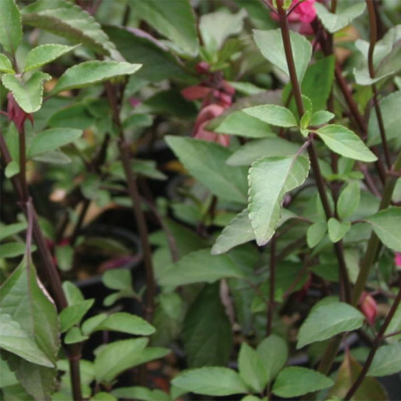 Salvia Wendys Wish (Foliage)