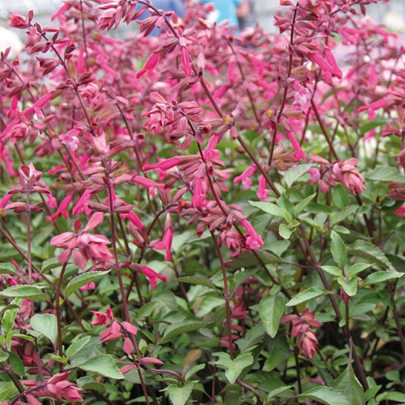 Salvia Wendys Wish (Flowering)