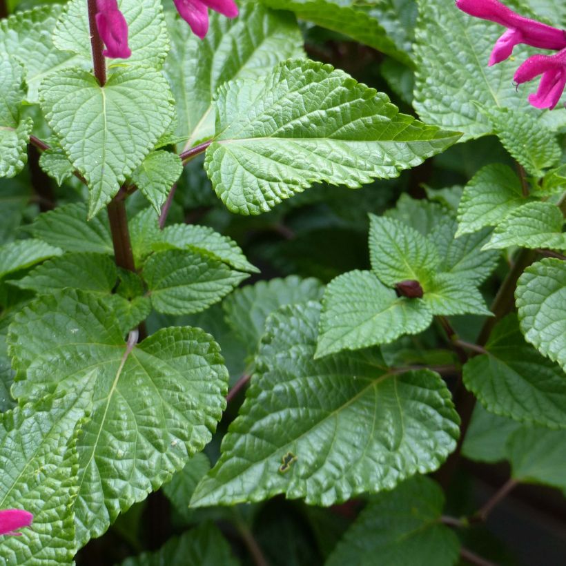 Salvia guaranitica Rockin' Fuchsia (Foliage)