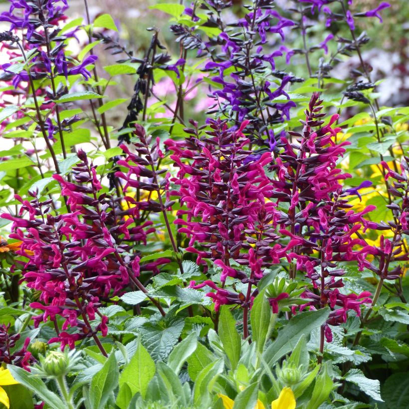 Salvia guaranitica Rockin' Fuchsia (Plant habit)