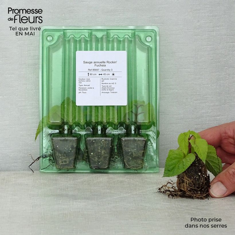 Salvia guaranitica Rockin' Fuchsia Plug plant 3/4cm sample as delivered in spring
