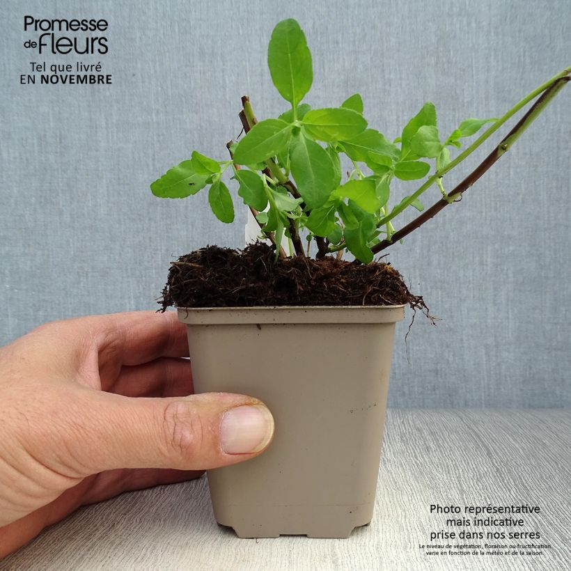 Salvia greggii Amethyst Lips 8/9 cm pot sample as delivered in autumn