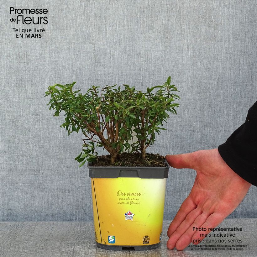 Salvia jamensis Belle de Loire 2L/3L pot sample as delivered in winter