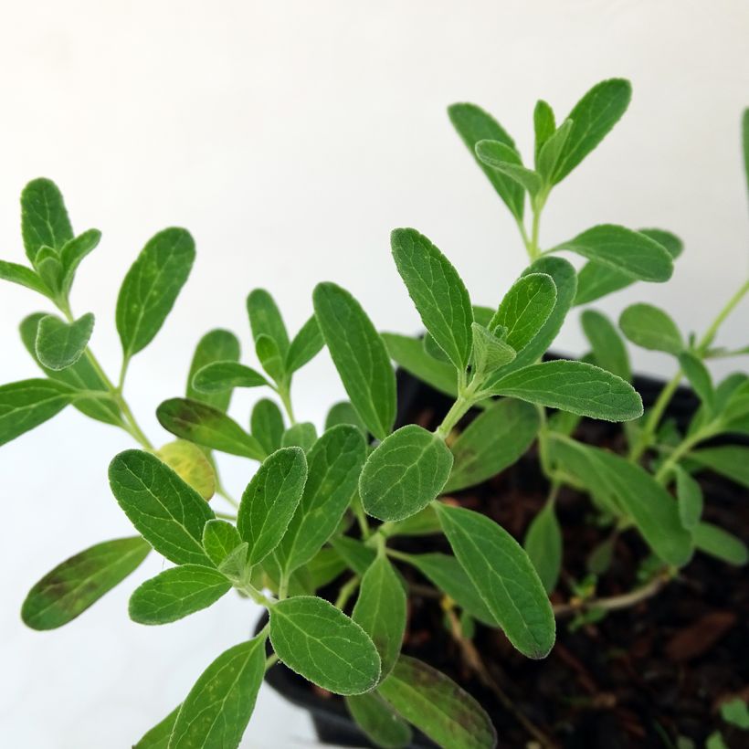 Salvia microphylla Blue Note (Foliage)