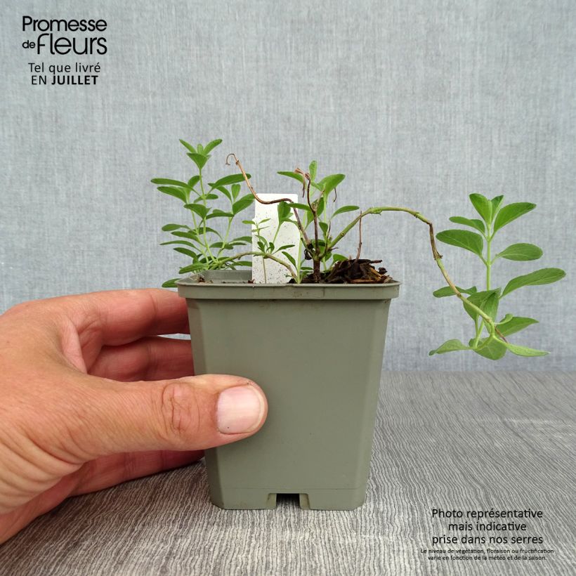 Salvia microphylla Blue Note 8/9 cm pot sample as delivered in summer