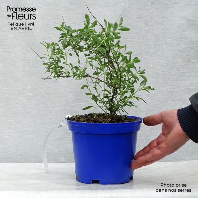 Salvia microphylla Blue Note 2L/3L potShipped height around 10/20cm sample as delivered in spring