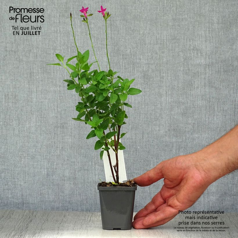 Salvia microphylla Cerro Potosi 7/8 cm pot sample as delivered in summer