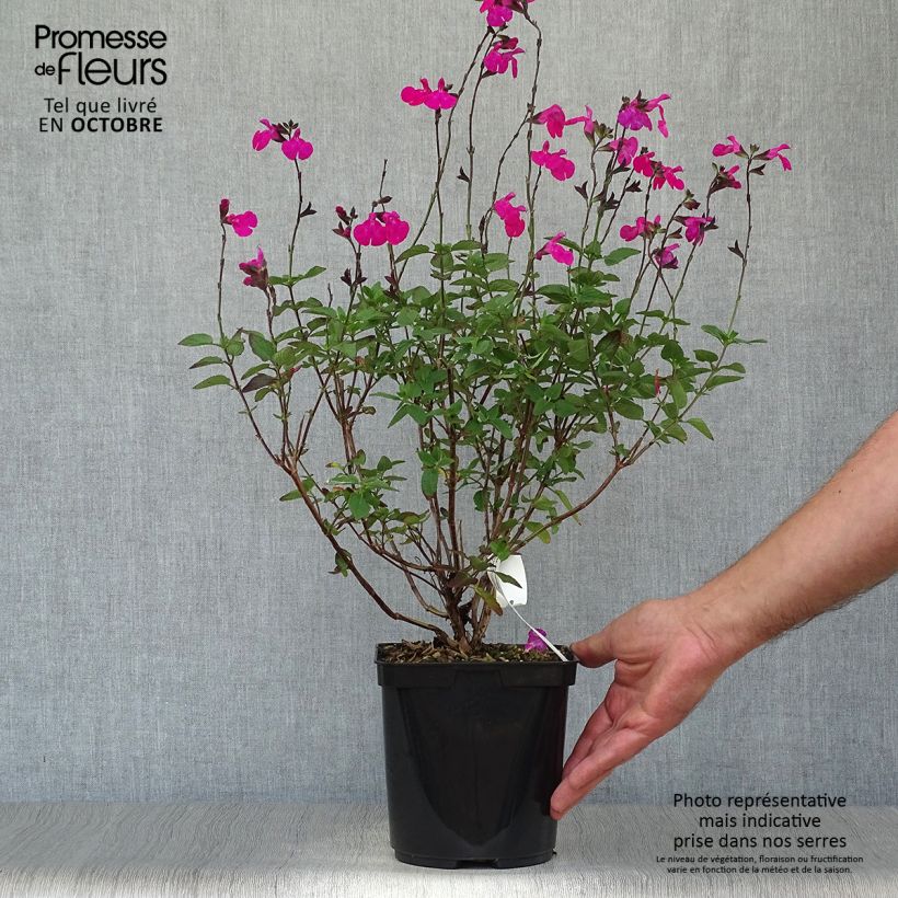 Salvia microphylla Cerro Potosi 2L/3L pot sample as delivered in autumn