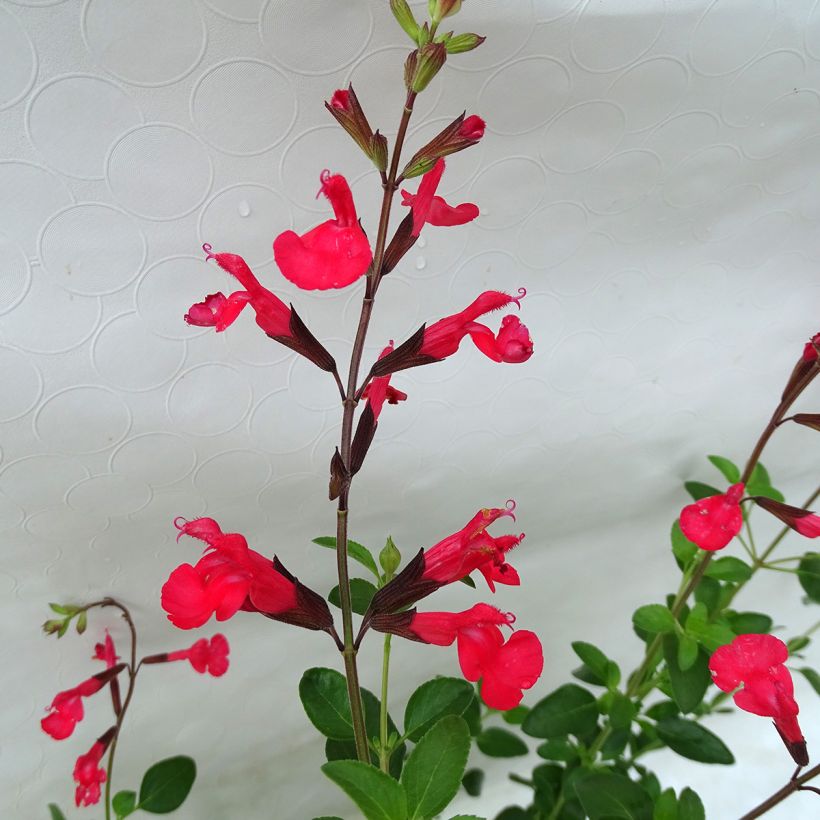 Salvia jamensis Flammenn (Flowering)