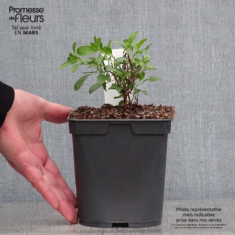 Salvia jamensis Flammenn 2L/3L potShipped height around 10/20cm sample as delivered in spring