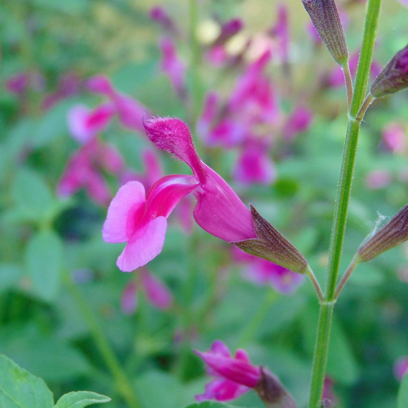 Salvia greggii Icing Sugar (Flowering)