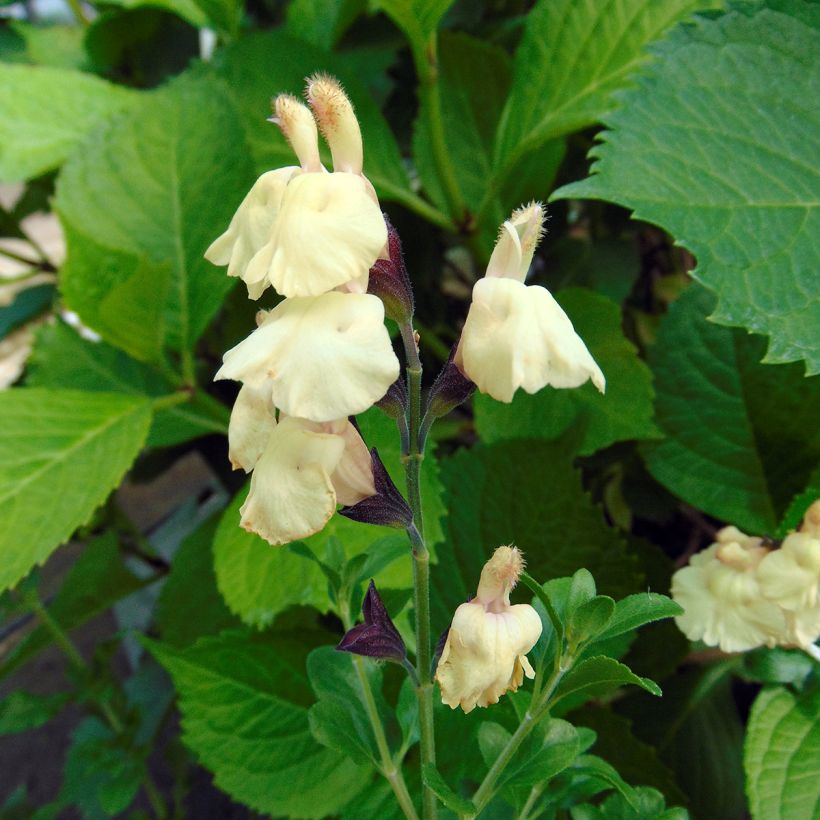 Salvia jamensis Melen (Flowering)