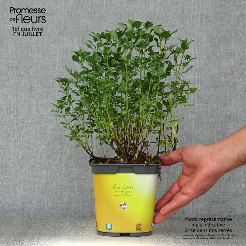 Salvia jamensis Melen 2L/3L pot sample as delivered in summer