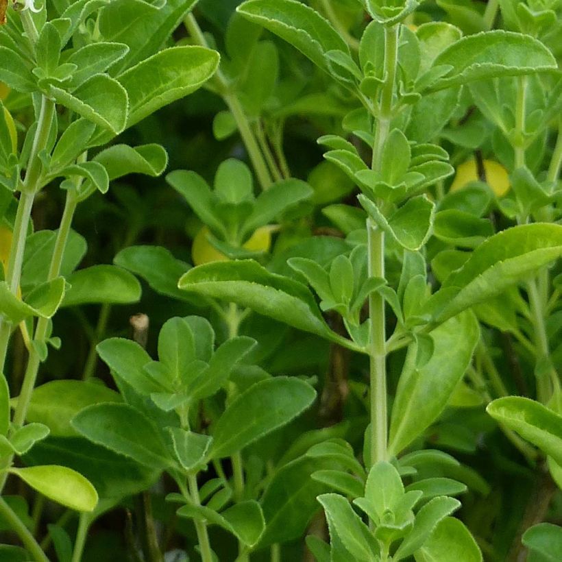 Salvia x microphylla 'Nachtvlinder' (Night Butterfly) (Foliage)