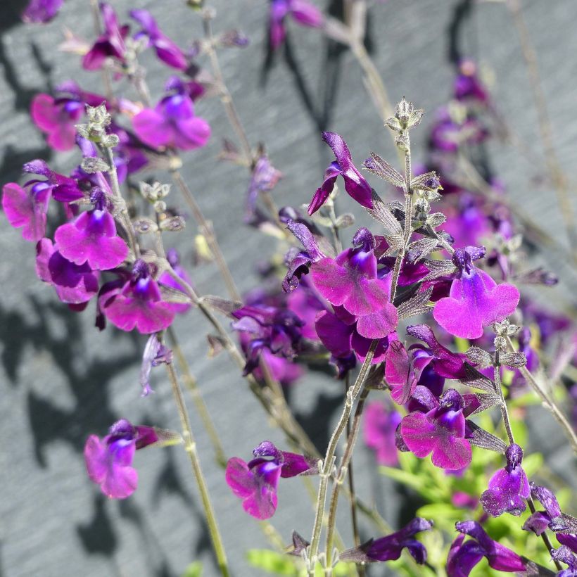 Salvia x microphylla 'Nachtvlinder' (Night Butterfly) (Flowering)