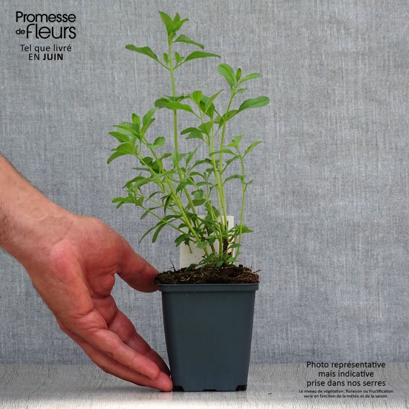 Salvia x microphylla 'Nachtvlinder' (Night Butterfly) 8/9 cm pot sample as delivered in summer