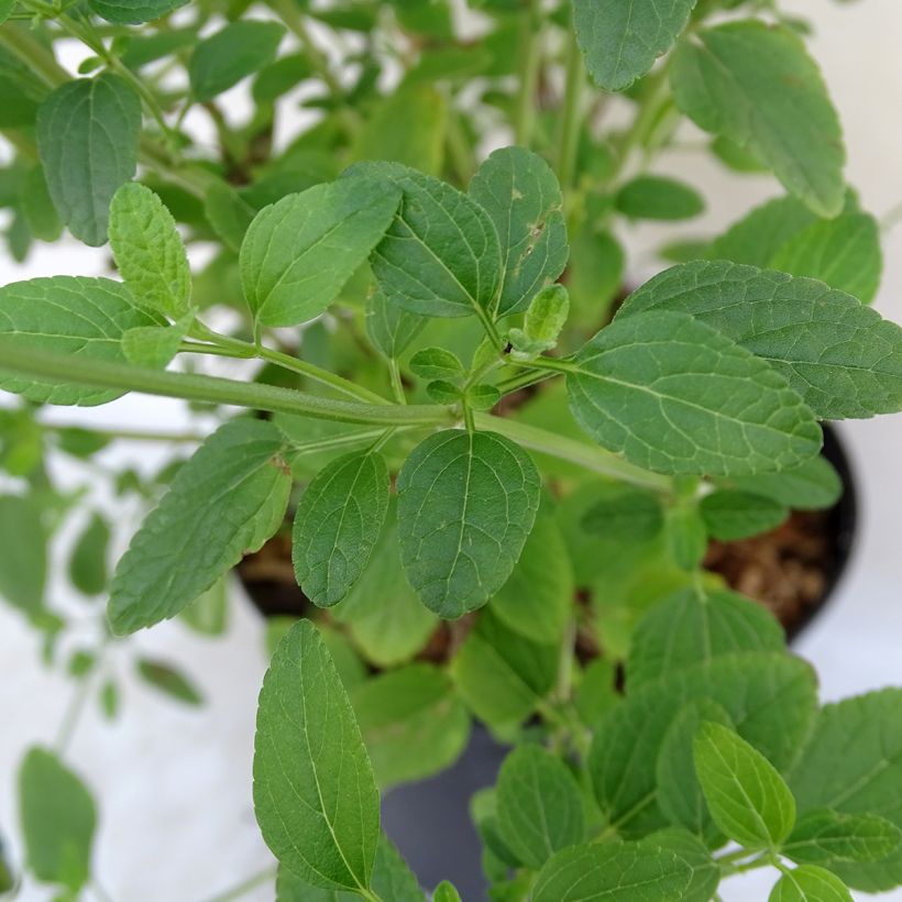 Salvia microphylla Pink Lips (Foliage)