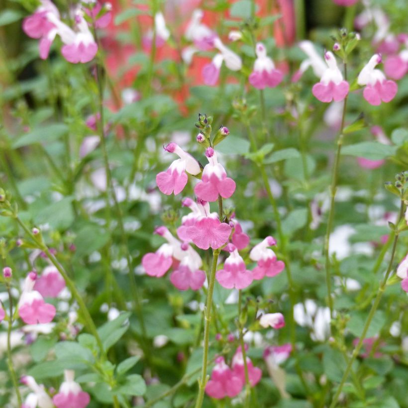 Salvia microphylla Pink Lips (Flowering)