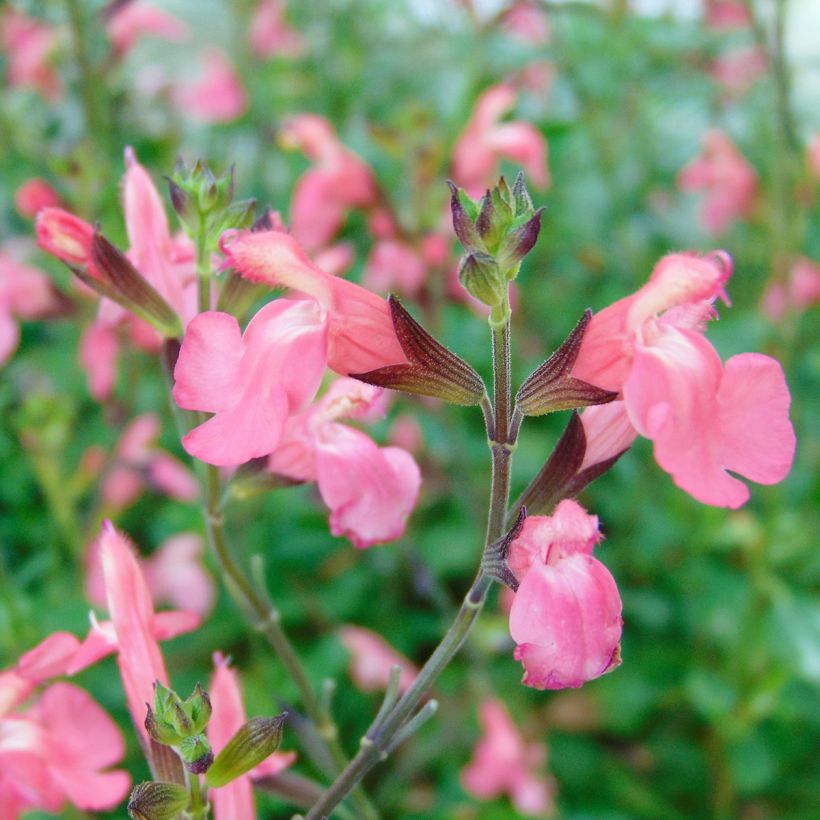 Salvia jamensis Pluenn (Flowering)