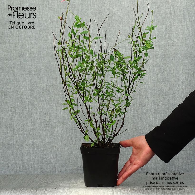 Salvia jamensis Pluenn 2L/3L pot sample as delivered in autumn