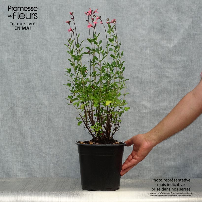 Salvia jamensis Pluenn 4L/5L pot sample as delivered in spring