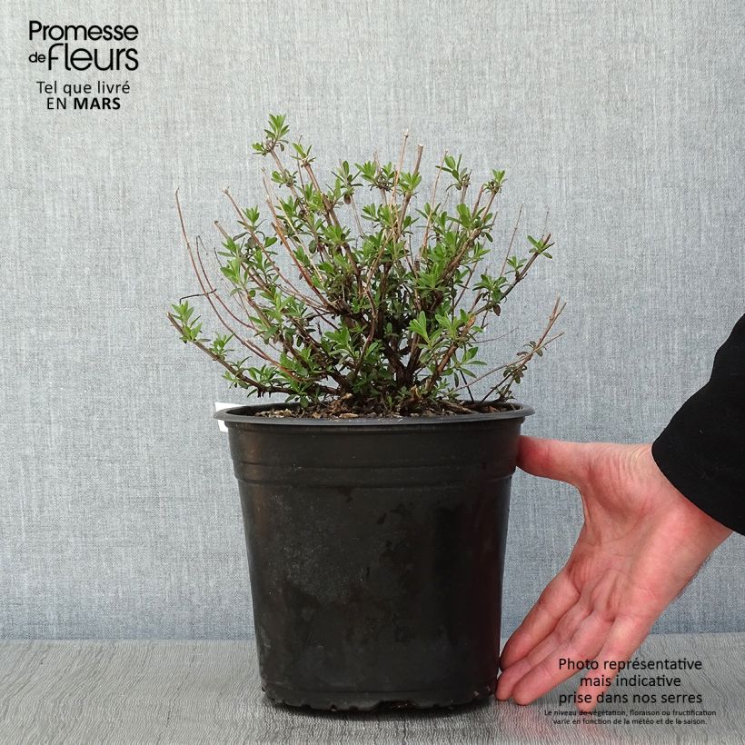 Salvia jamensis Reve Rouge 4L/5L pot sample as delivered in winter