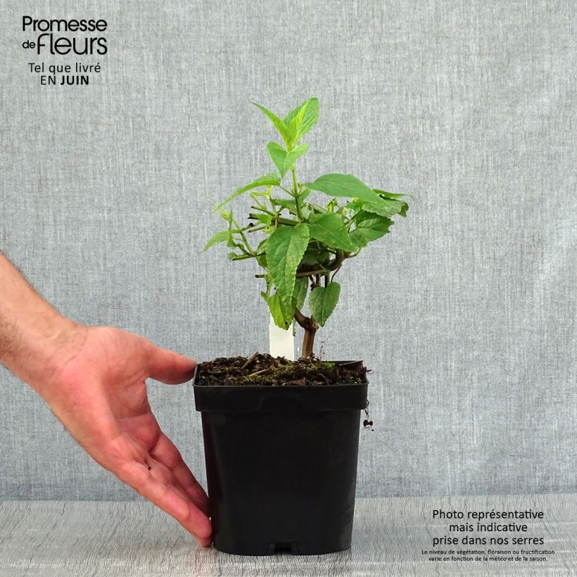 Salvia guaranitica Black and Blue - Shrubby Sage 2L/3L pot sample as delivered in summer