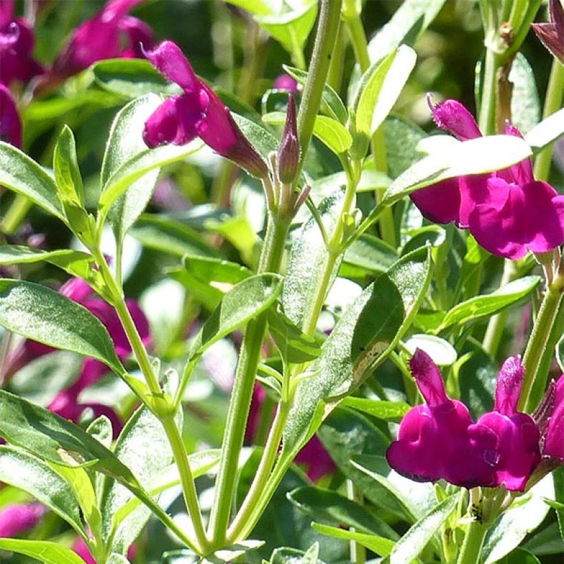 Salvia jamensis Raspberry Royale (Foliage)