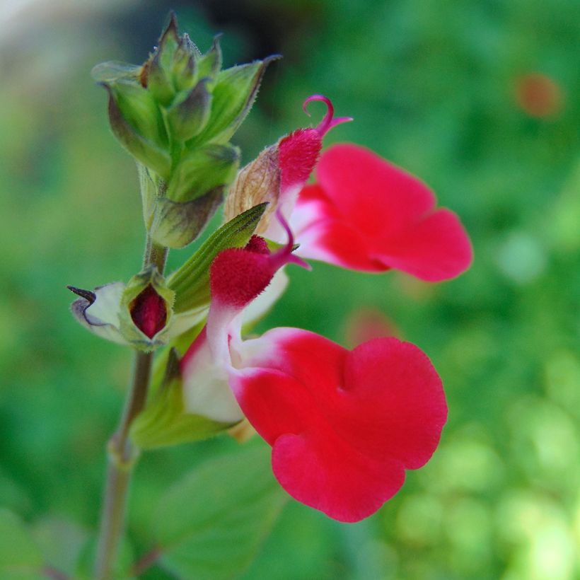 Salvia microphylla grahamii Hot Lips (Flowering)