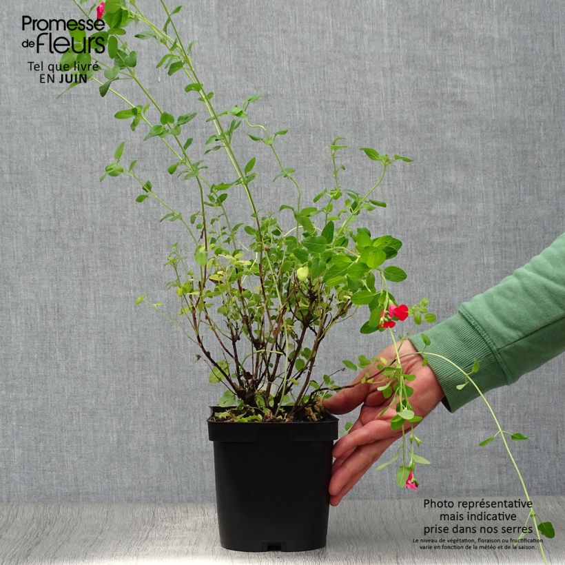 Salvia grahamii 2L/3L pot sample as delivered in summer