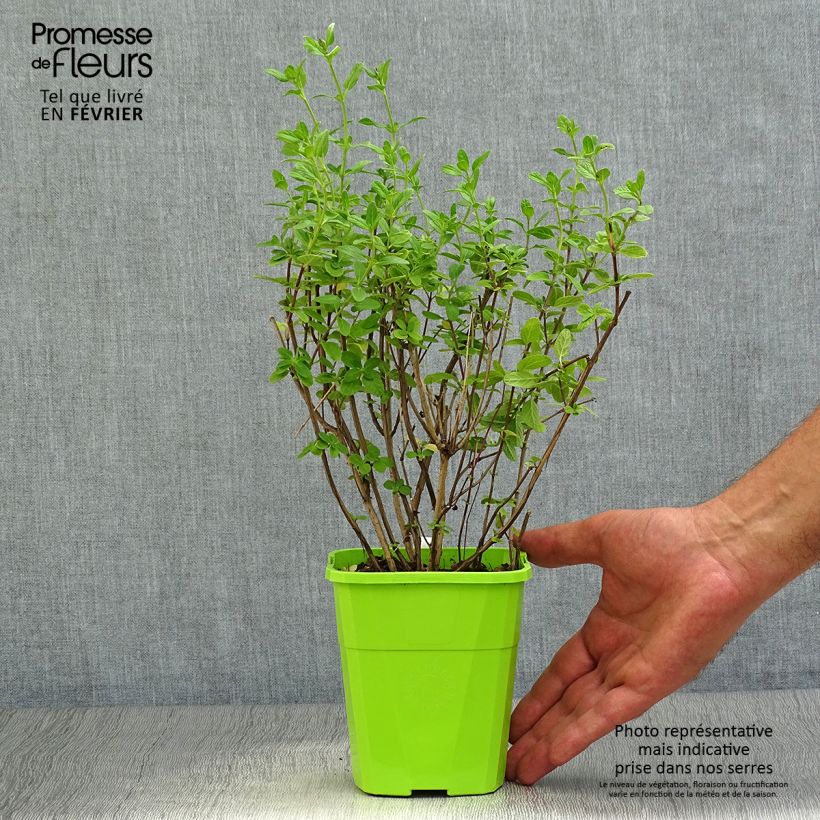 Salvia So Cool Pale Blue 1L/1.5L pot sample as delivered in autumn