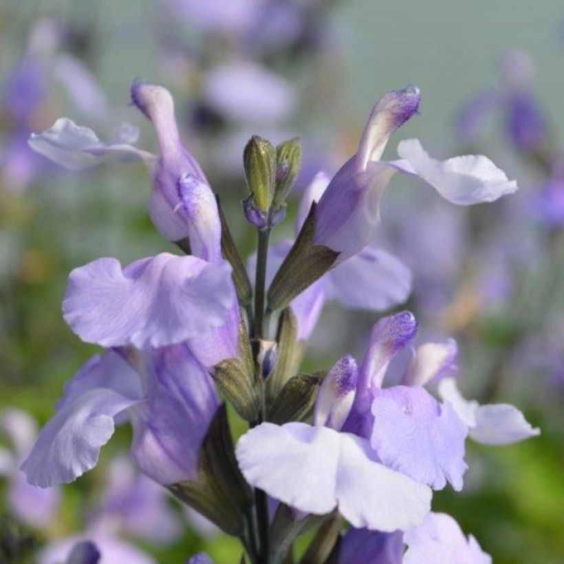 Salvia So Cool Pale Blue (Flowering)