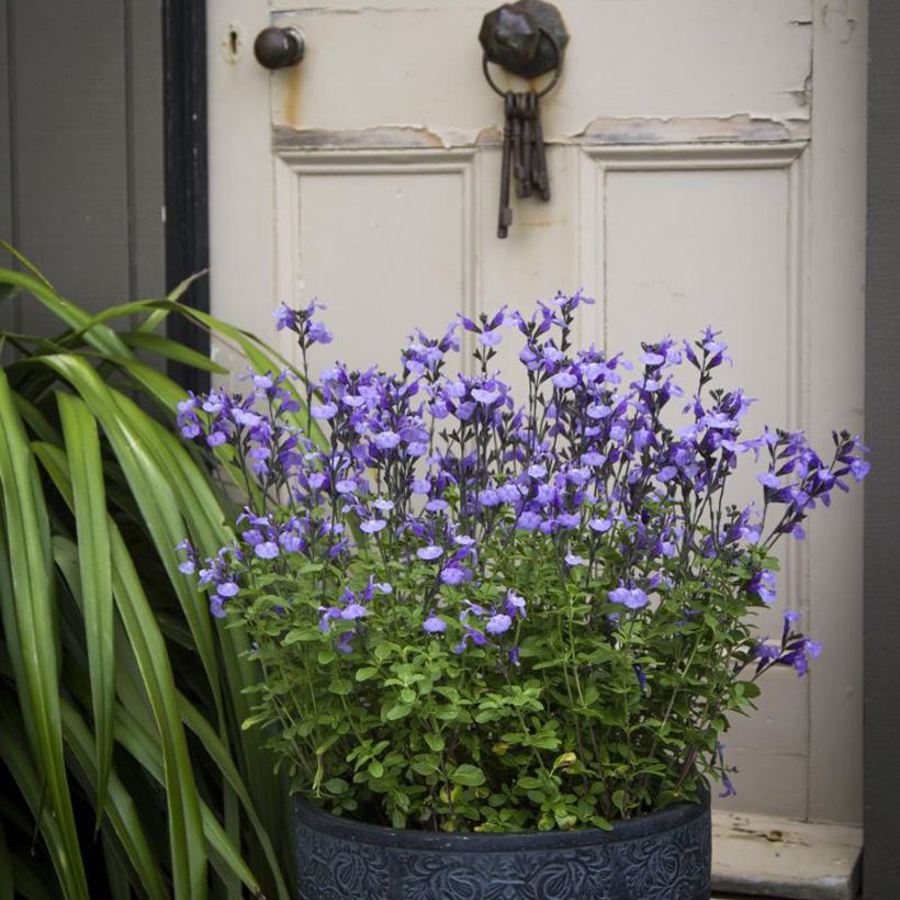 Salvia So Cool Pale Blue (Plant habit)