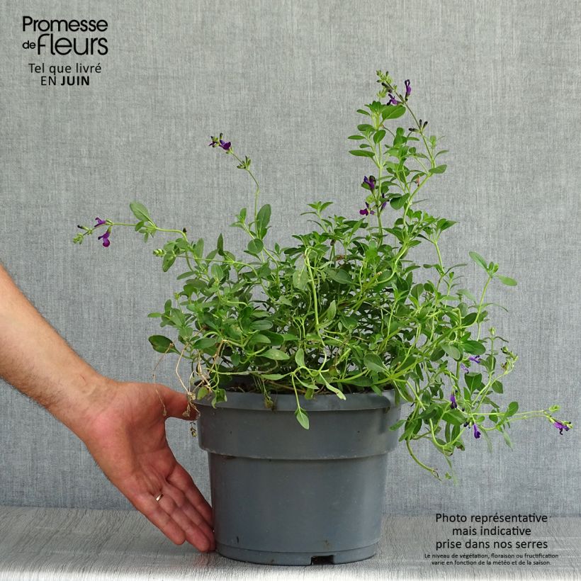 Salvia jamensis Violette de Loire 4L/5L pot sample as delivered in summer