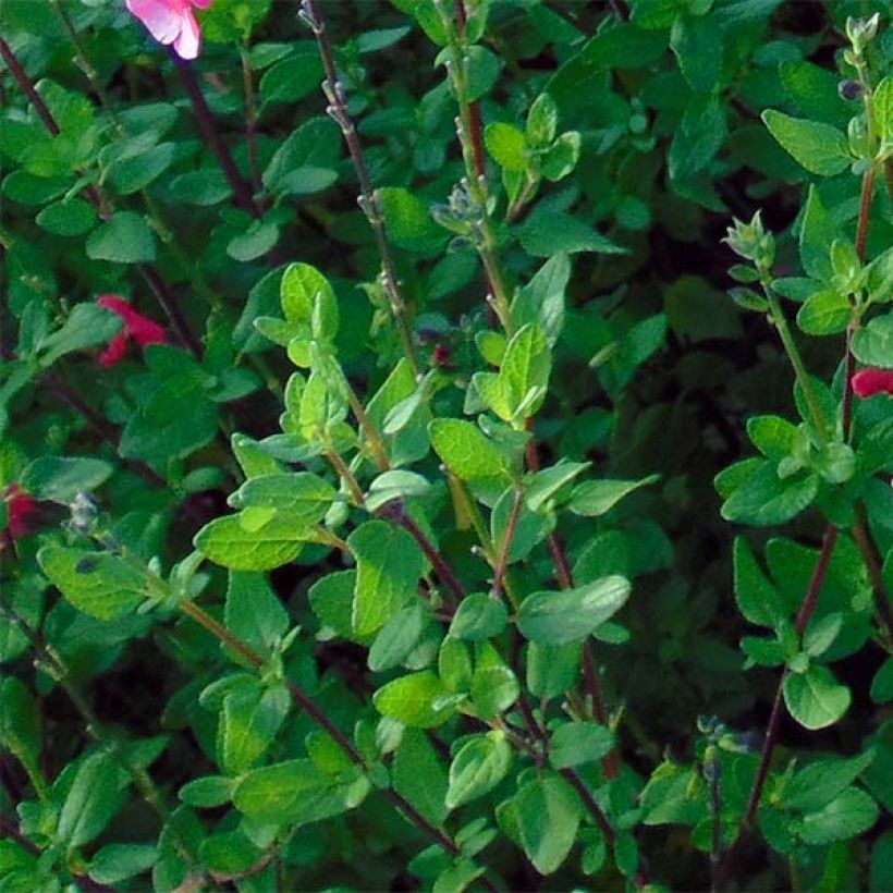 Salvia grahamii (Foliage)