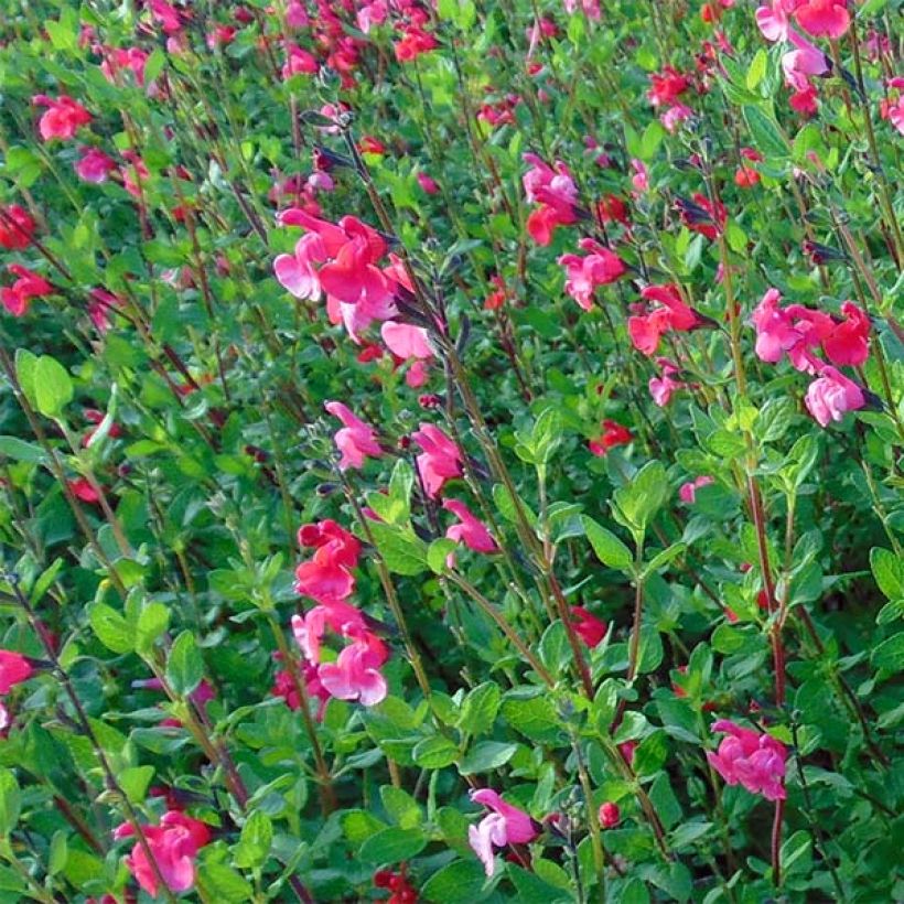 Salvia grahamii (Flowering)