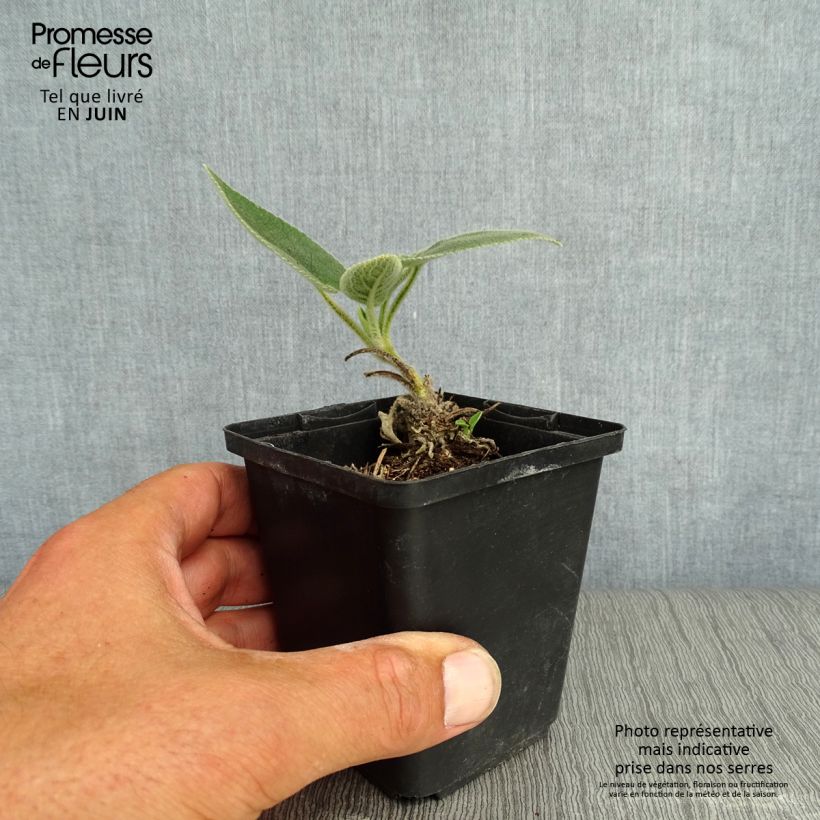 Phlomis samia  8/9 cm pot sample as delivered in summer
