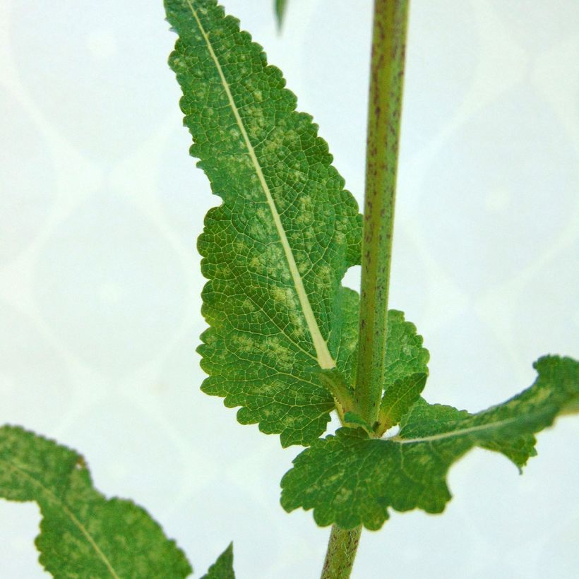 Salvia nemorosa Viola Klose - Woodland Sage (Foliage)