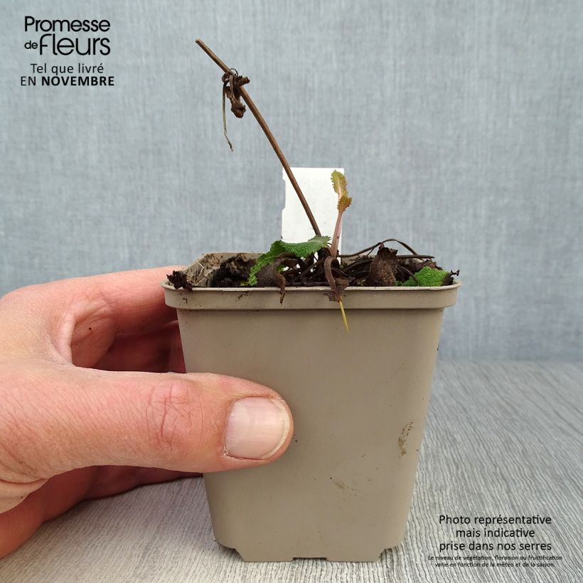 Salvia nemorosa Viola Klose - Woodland Sage 8/9 cm pot sample as delivered in autumn
