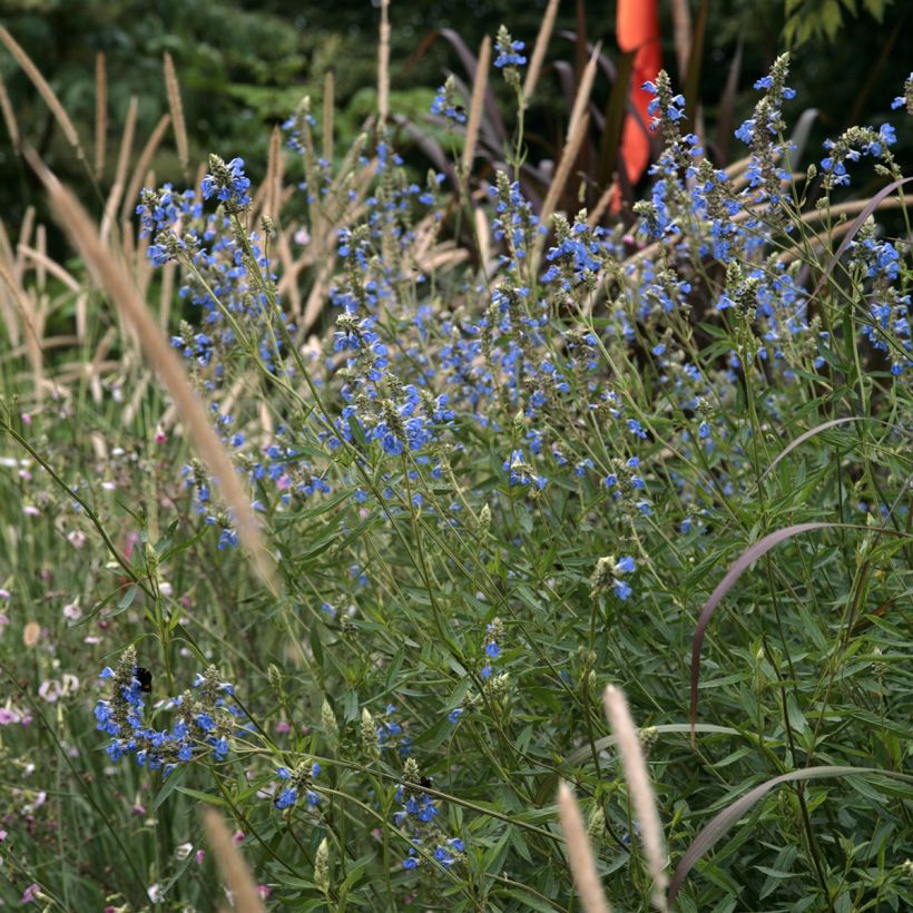 Salvia uliginosa (Plant habit)