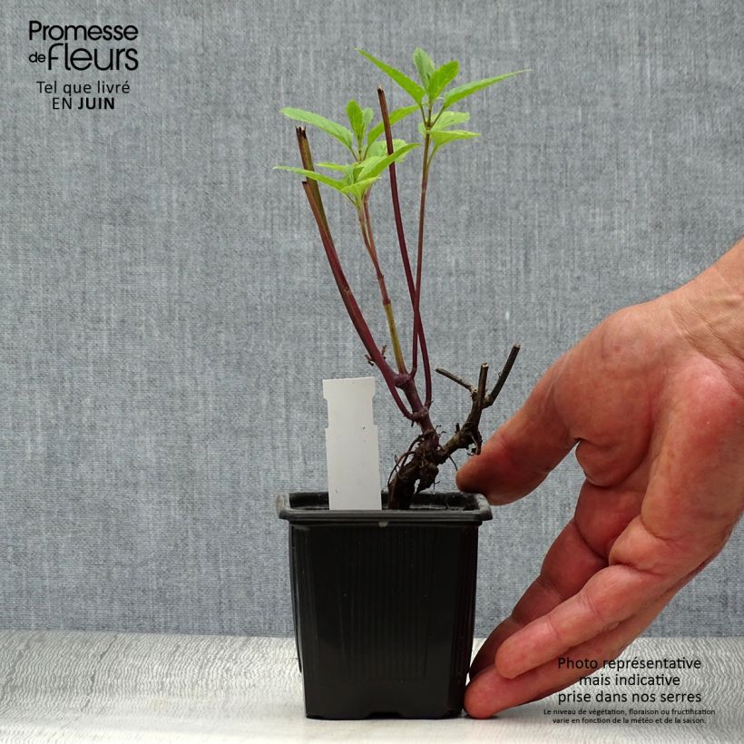 Salvia uliginosa 7/8 cm pot sample as delivered in summer
