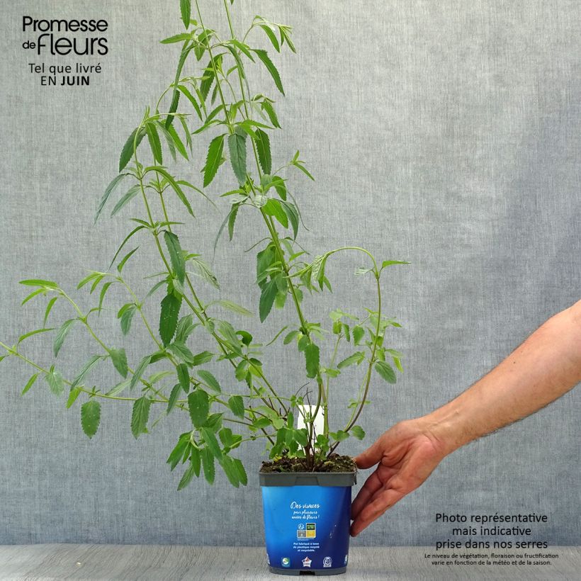 Salvia uliginosa 2L/3L pot sample as delivered in summer