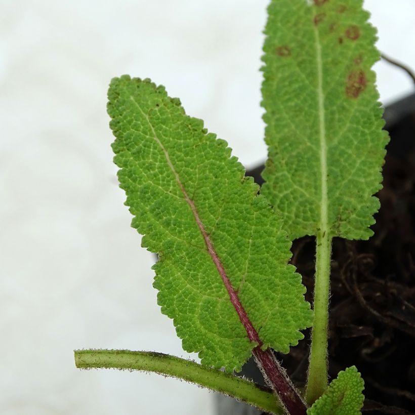 Salvia pratensis Pink Delight - Meadow Sage (Foliage)