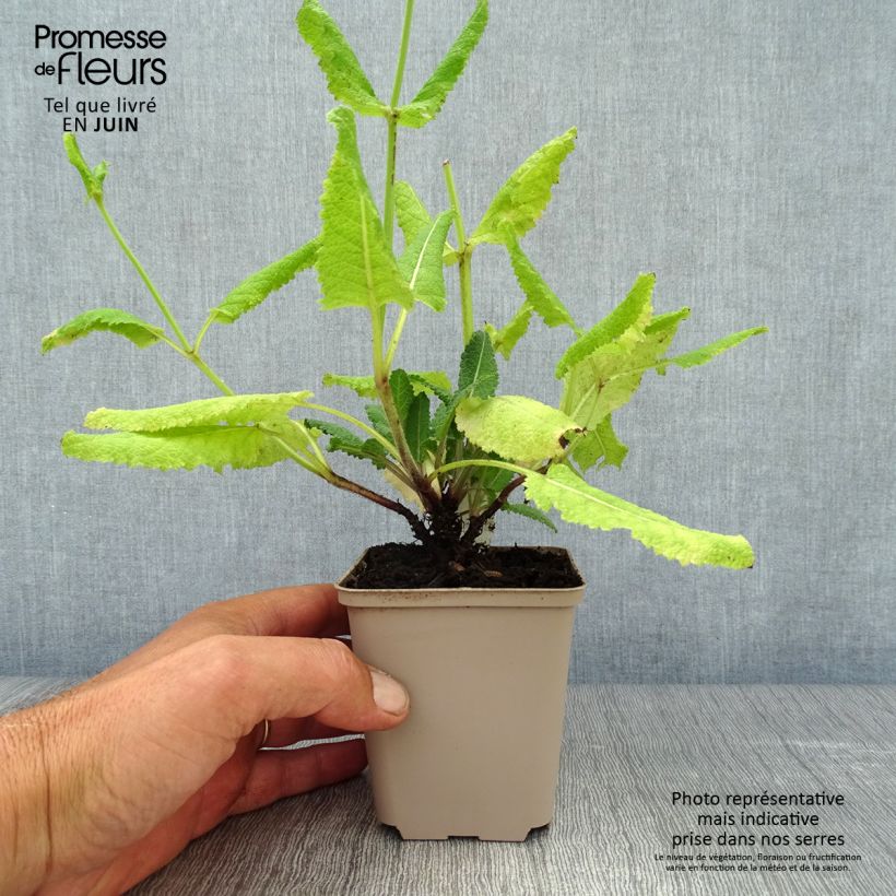 Salvia pratensis Pink Delight - Meadow Sage 8/9 cm pot sample as delivered in summer