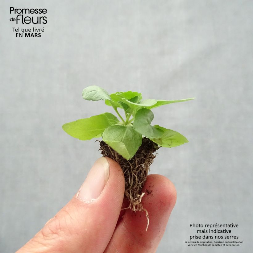 Salvia farinacea Blue Saga Plug plants 3.8 x 3.2cm - Tray of 16 sample as delivered in spring